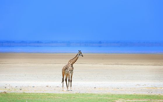 giraffe in tanzanian national park