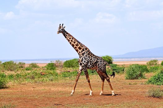 giraffe in tanzanian national park