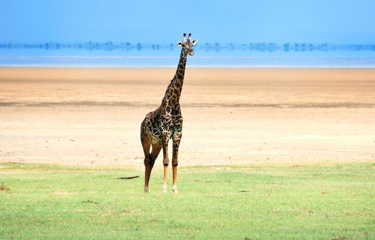 giraffe in tanzanian national park