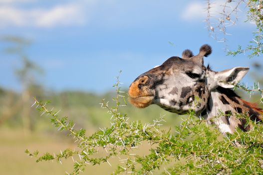 giraffe in tanzanian national park