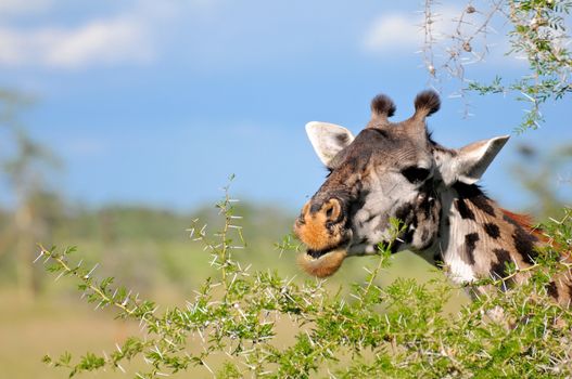 giraffe in tanzanian national park