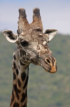 giraffe in tanzanian national park