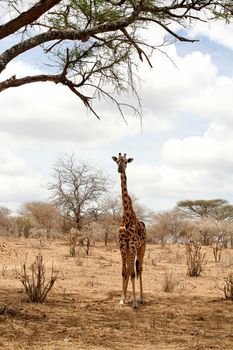 giraffe in tanzanian national park