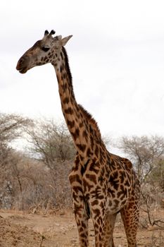 giraffe in tanzanian national park