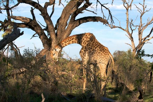 giraffe in tanzanian national park