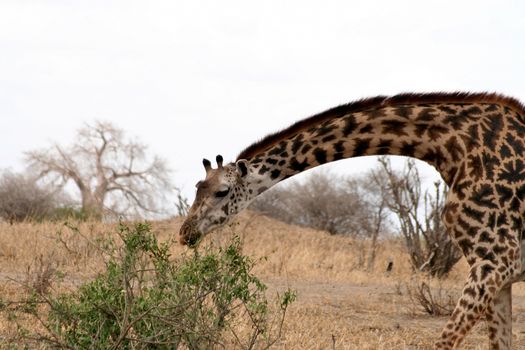 giraffe in tanzanian national park