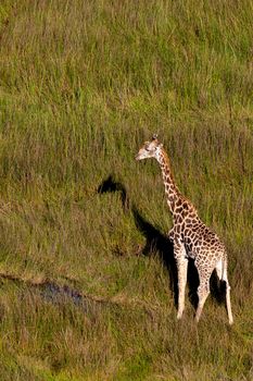 giraffe in tanzanian national park