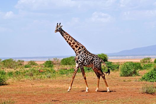 Giraffe in the wild