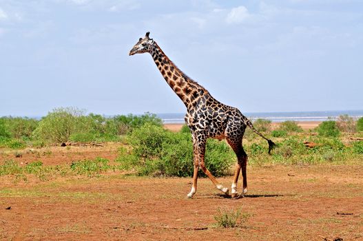 Giraffe in the wild