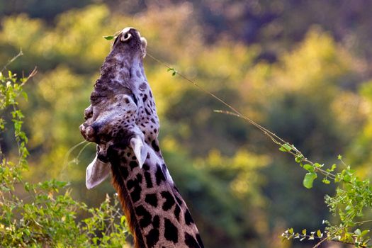 Giraffe in the wild