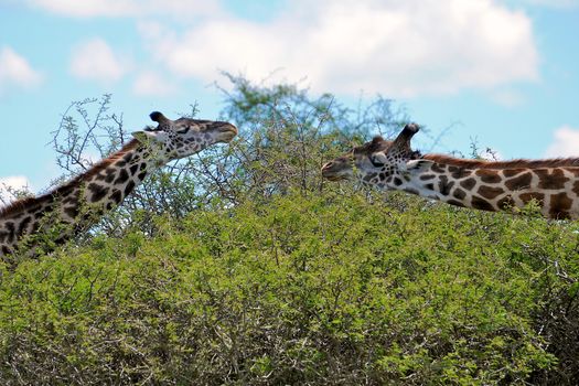 Giraffe in the wild