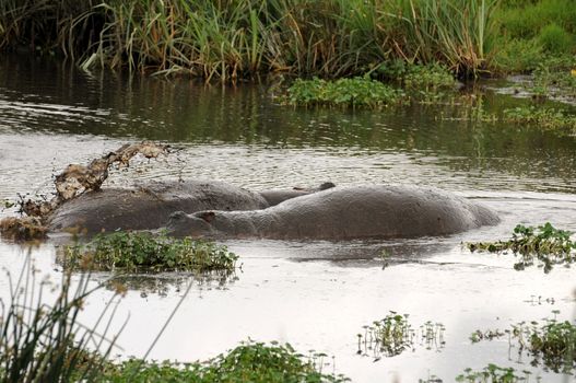 hippo in the wild