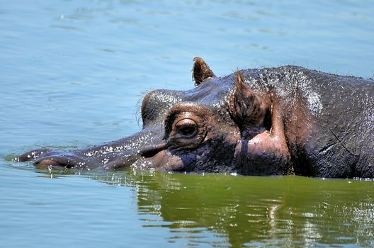 hippo in the wild