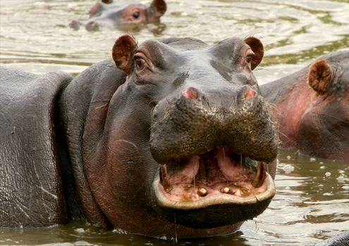 hippo in the wild