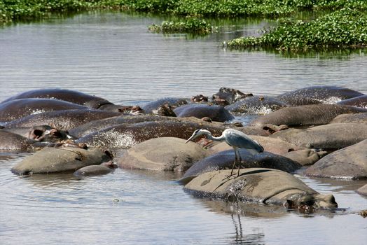 hippo in the wild