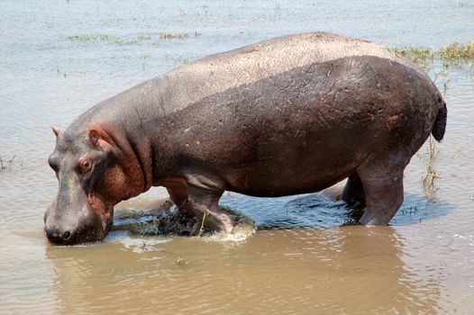 hippo in the wild