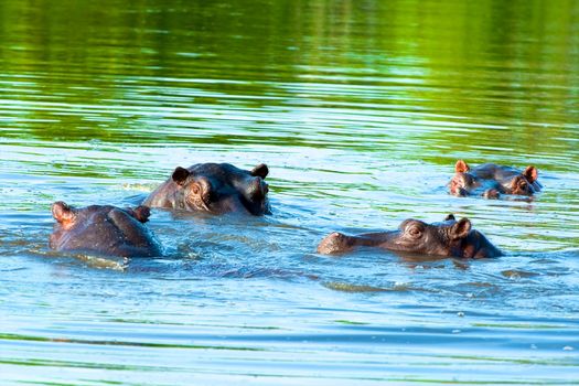 hippo in the wild