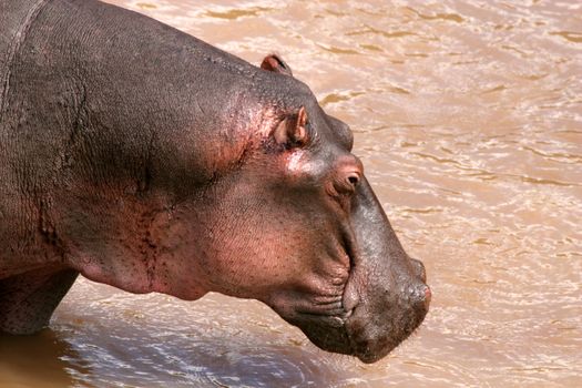 hippo in the wild