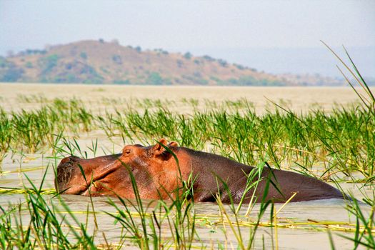 Hippo in national park Tanzania