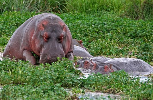 Hippo in national park Tanzania