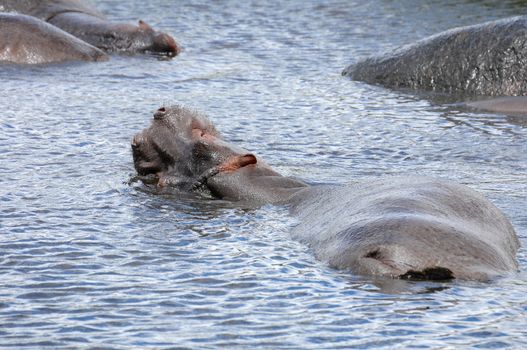 Hippo in national park Tanzania