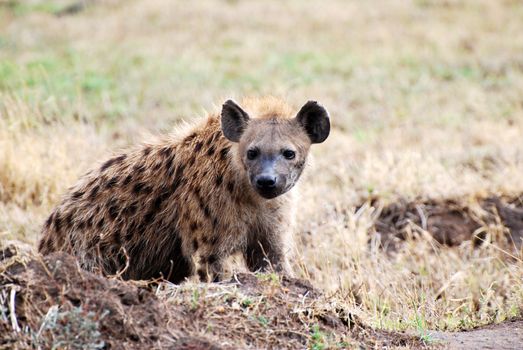 Hyena in national park Tanzania