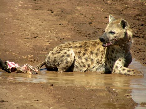 Hyena in national park Tanzania