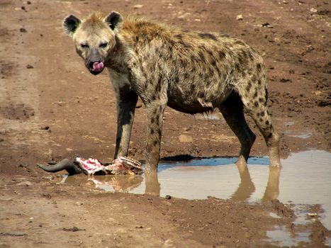 Hyena in national park Tanzania