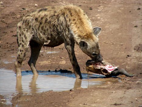 Hyena in national park Tanzania