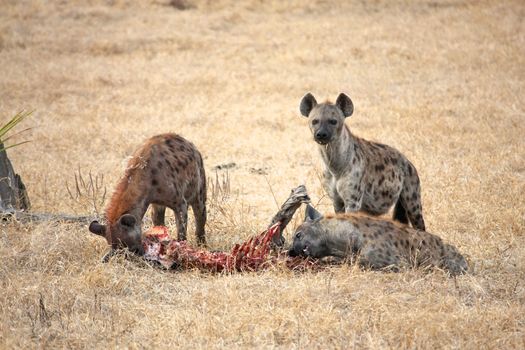 Hyena in national park Tanzania