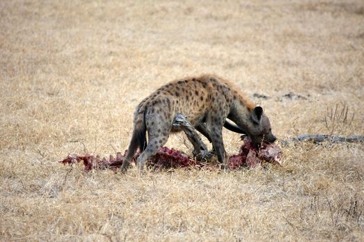 Hyena in national park Tanzania