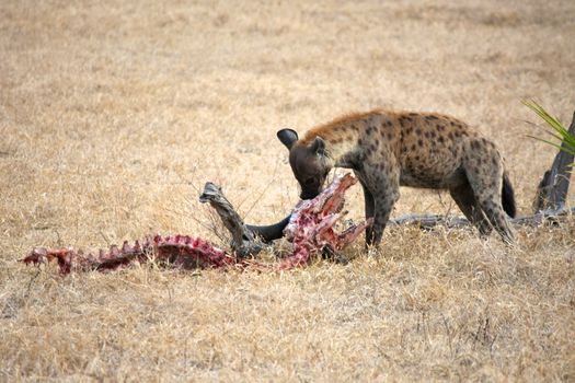 Hyena in national park Tanzania