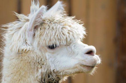 Side view of a fluffy white alpace