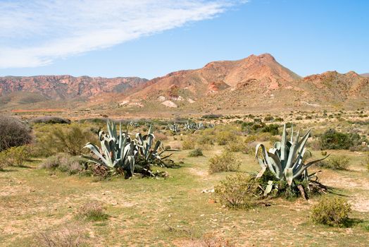 Arid desert planes in Cabo de Gata natural park, spain, 