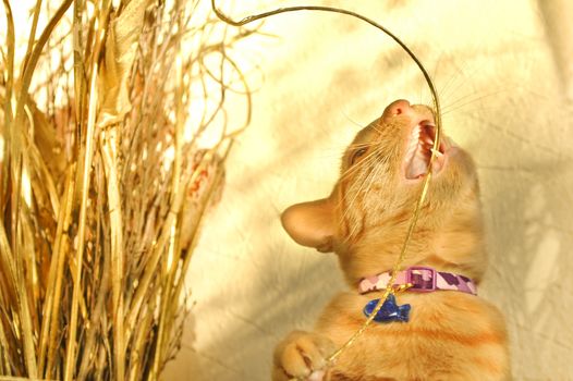 playful red tabby kitten chewing golden christmas decorations