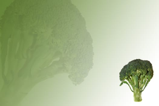 fresh broccoli on green abstract  background