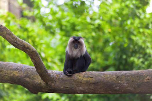 Lion-tailed Macaque sitting on a branch in the jungle