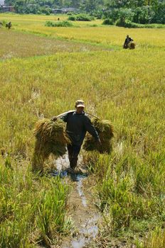 VIET NAM- SEPTEMBER 03: farmer harvest paddy on fields carry rice by shoulder in Viet Nam- September 03, 2013