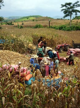 VIET NAM- SEPTEMBER 03. Group of farmer harvest yellow corn on fields on farmland Viet Nam- September 03, 2013