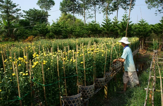 SA DEC, VIET NAM - JANUARY 26: Farmer working on flower farm, flower blossom in yellow, Sa Dec, Viet Nam,  January 26, 2013