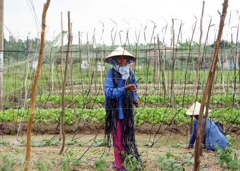 LONG AN, VIET NAM- OCTOBER 14: Farmer working on greens vegetables farm in Long An, Viet Nam on October 14, 2012