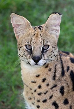 Beautiful Serval wild cut with pretty fur and eyes