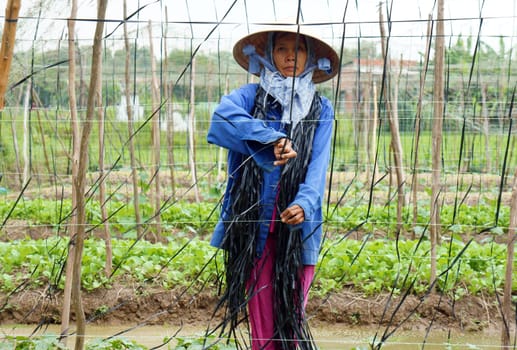 LONG AN, VIET NAM- OCTOBER 14: Farmer working on greens vegetables farm in Long An, Viet Nam on October 14, 2012