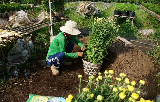 SA DEC, VIET NAM - JAN 26: Vietnamese farmer harvest flower on flower garden, daisy blossom in bright red, ready for tet (lunar new year) occasion in Sadec - place supply large flower- Vietnam, Jan 26, 2013