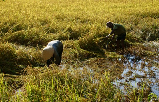 AN GIANG, VIET NAM, NOVEMBER 14: Farmers harvesting rice on paddy field, they  work in manual, cut every bunch of rice to harvest in An Giang, Viet Nam on November 14, 2013