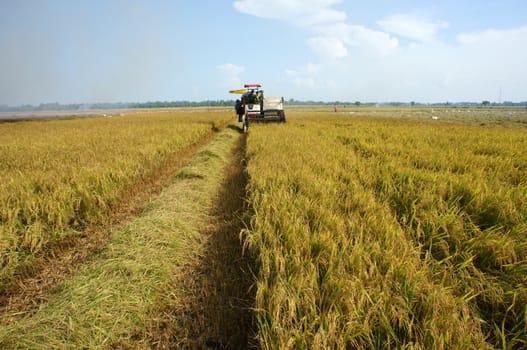 DONG THAP, VIET NAM- SEPTEMBER 12: Farmer harvest rice on ripe paddy field by combine harvester in Dong Thap, Viet Nam on September 12, 2013