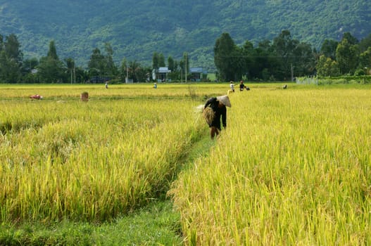 DONG THAP, VIET NAM- NOV 14: Farmer working on the  rice field, the paddy field reap in yellow in Dong Thap, Viet Nam on Nov 14, 2013