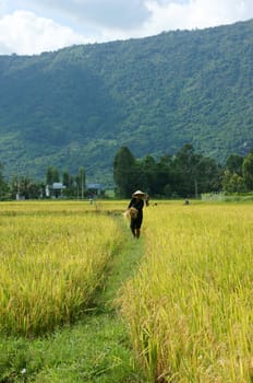 DONG THAP, VIET NAM- NOV 14: Farmer working on the  rice field, the paddy field reap in yellow in Dong Thap, Viet Nam on Nov 14, 2013