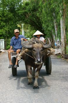 AN GIANG, VIET NAM- NOV13: A couple of farmer riding buffalo cart on country road, the road with row of trees make  pure, clean, beautiful landscape of Vietnamese countryside ,Viet Nam, Nov 13, 2013