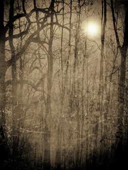 scary forest in the night with moonlight illustration